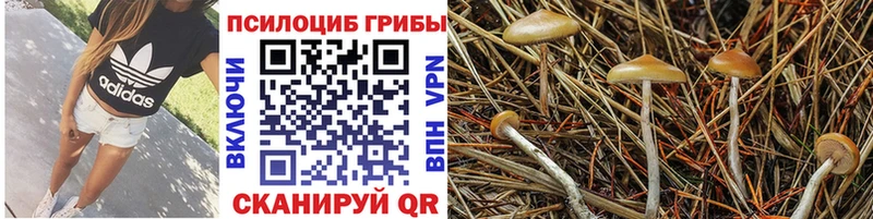 Псилоцибиновые грибы Psilocybine cubensis  Полтавская 